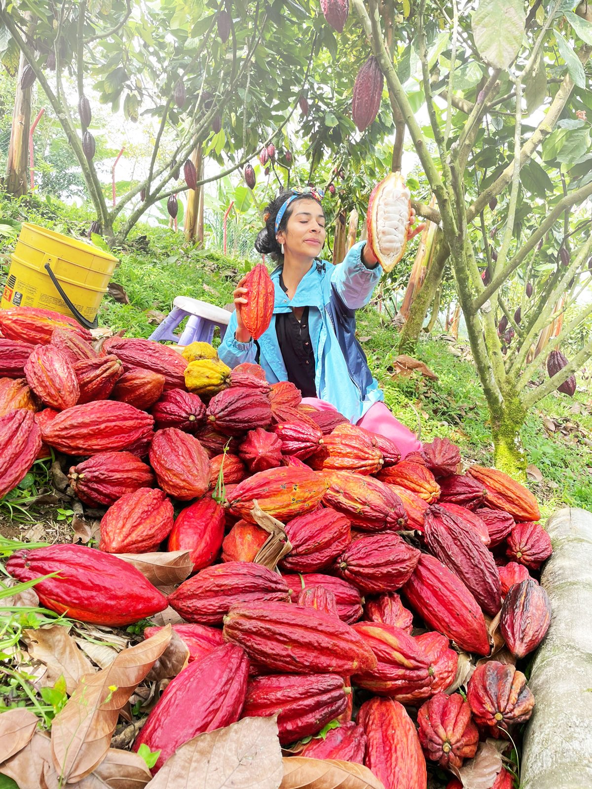 Foto cacao